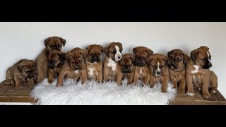 Video preview image #1 Boxador Puppy For Sale in NEW HOLLAND, PA, USA