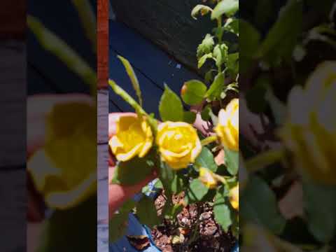 Gardening at home(2)