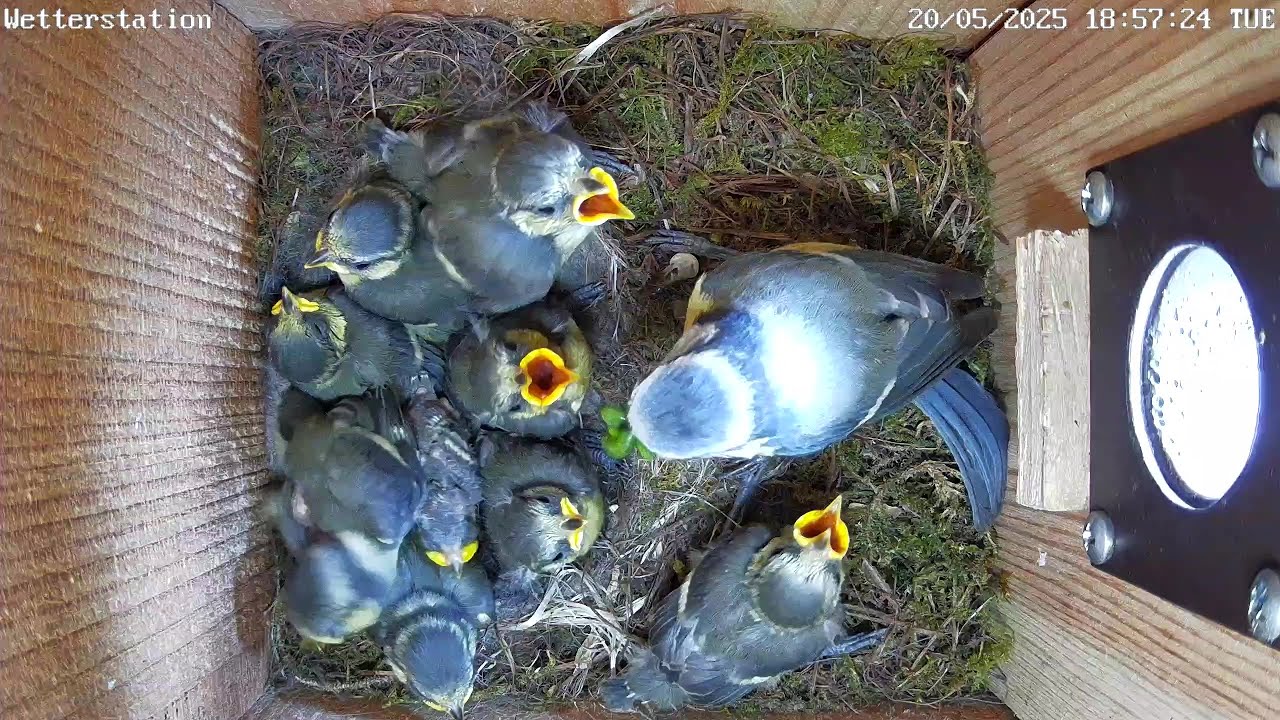 Manche Raupen sind einfach zu fett! | 20.05.2025