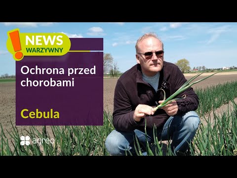🧅| Uprawa cebuli - ochrona i dokarmianie dolistne