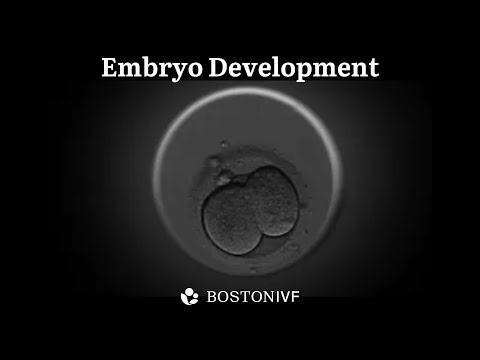 Embryo Development | Science at Boston IVF
