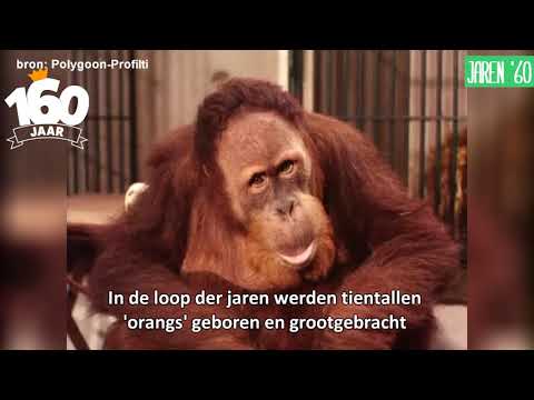 De geschiedenis van Diergaarde Blijdorp: mensapen