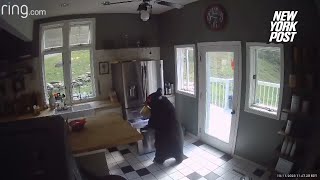 Bear breaks into home, caught on video stealing frozen lasagna out of freezer