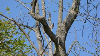 アカゲラ　ドラミング