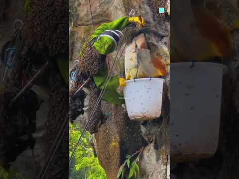 The Truth About Bees No One Expected🐝