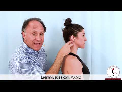 Muscle Anatomy Master Class   Sternocleidomastoid   Muscle Actions