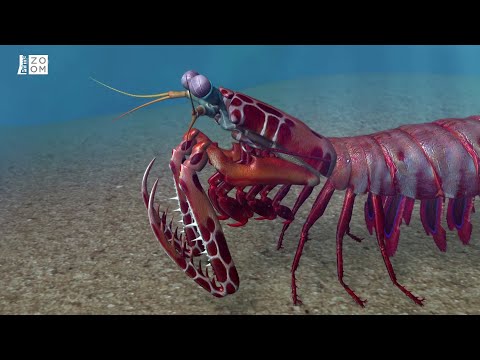 Prima ZOOM - Mimořádné zvířecí smysly 2 - strašek paví