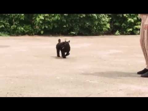 Derika and Dark Star are having so much fun | Chinese crested dogs