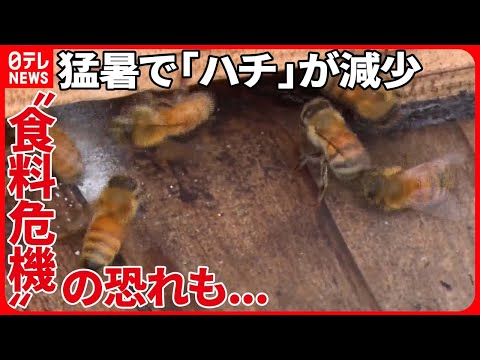 絶滅危惧種のミツバチ