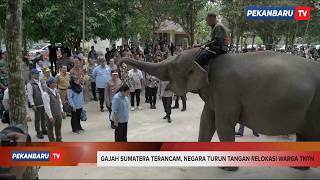 Tesso Nilo Kritis, 4 Ribu Kk Akan Direlokasi Demi Selamatkan Gajah Sumatera