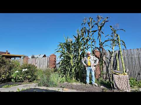 Вперёд, товарищи! На дачу! Выпуск от 08.09.26