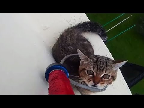 Dizzying rescue of cat stuck on 12th floor ledge