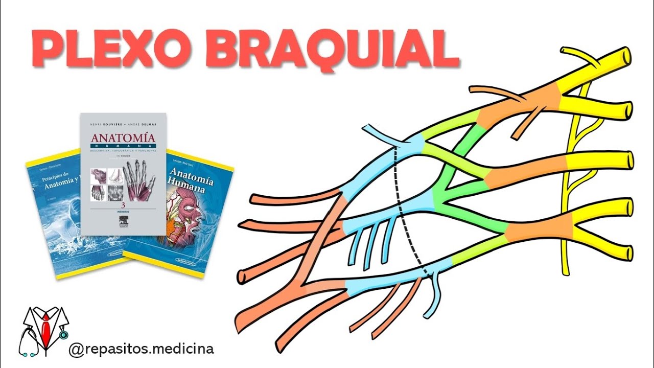 Plexo Braquial - Anatomía Fácil