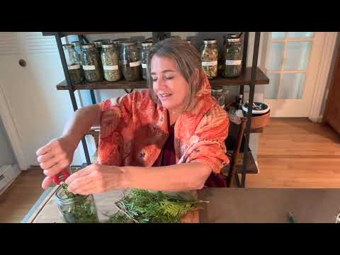 Apothecary Time w/Jen 2024 - Thuja occidentalis - fresh cedar leaf & bark tincture making.