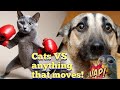 Cats Slap Other Animals Like THIS