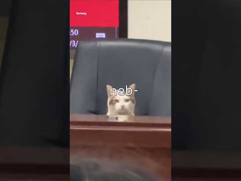 Die Dawgs müssen lernen #lustig #witzig #funny #tiere #animals #meme #lachen #happy #werbung