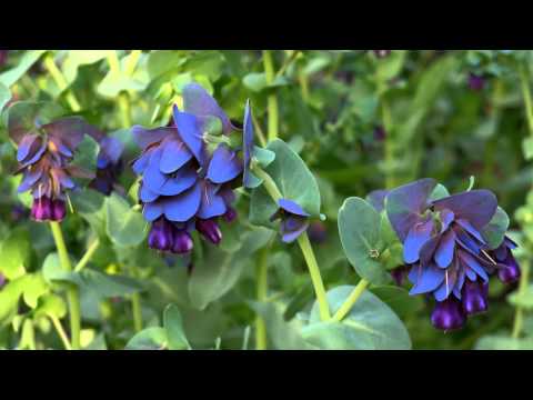 BEAUTIFUL FLOWER GARDENS - ERNESTO CORTAZAR - FEELINGS