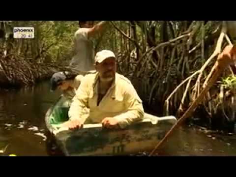 PHOENIX - ZEITDOKUMENTE :   "In den Todeskammern der Maya"