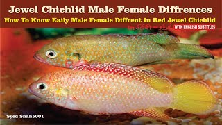 Red jewel fish male female differences how to find easy male female jewel fish