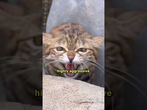 Top 5 Small Wild Cats 😺👐🏻