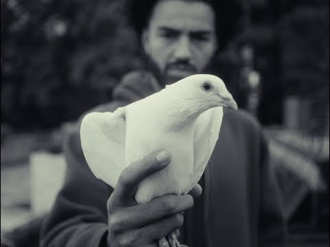 Navy Blue - Red Roses