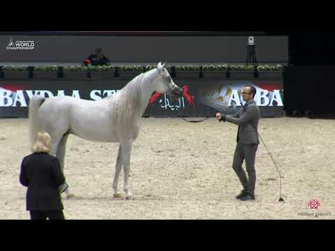 N 128 SAIF ALBIDAYER   Paris 2019   Junior Colts Class 5B