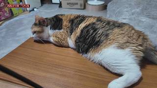 三毛猫フミちゃん　 LIVE配信　2026年7月9日＃2　calico cat　(LIVE stream)