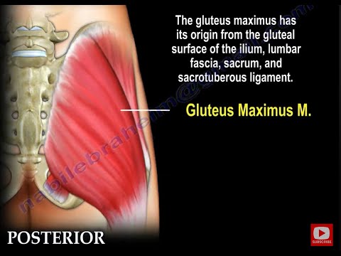 Anatomie des Musculus gluteus maximus