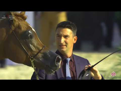 N 283 A L R  ALRASHEED   Al Shiraa International Arabian Horse Show 2020