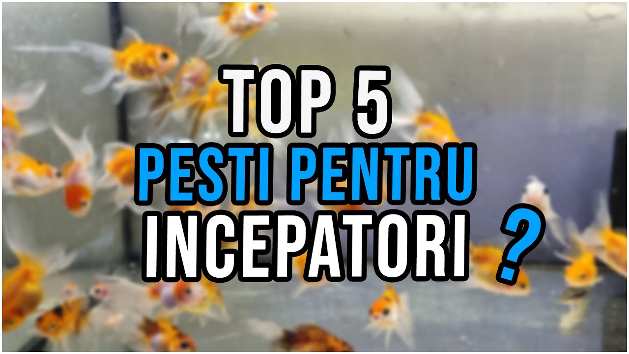 Watch Cei Mai Frumosi Pesti De Acvariu Now Top 5 Pesti Pentru Acvariu