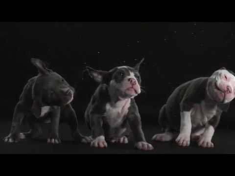 Fedde Le Grand - Bump 'N Shake (Monsta) [Official Music Video]