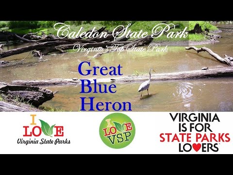 Great Blue Heron at Caledon State Park, Virginia