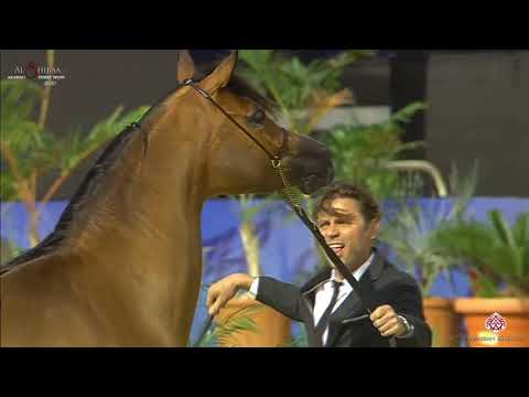 N 144 MANARET BABEL   Al Shiraa International Arabian Horse Show 2020