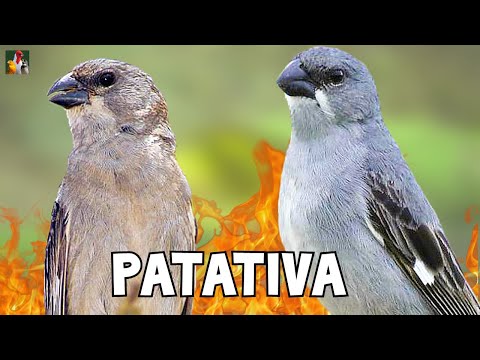 Kňažík popolavý (Sporophila plumbea) — video o speve a chove