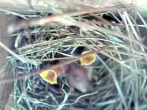 Blues............Ants