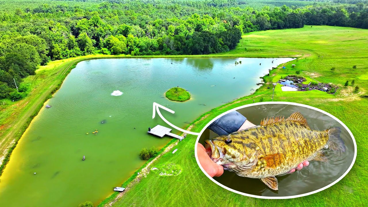 Adding Smallmouth Bass to the Pond!