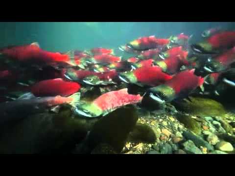 John Eastcott And Yva Momatiuk