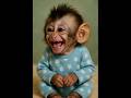 Cutest Laugh Ever From Baby Monkey ️ ️