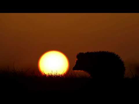 Benny Benassi x Lush & Simon   We Light Forever Up feat  Frederick