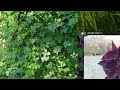 Saree Vlog Dhoti Style Saree Draping Saree Draping