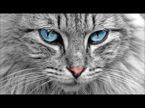 Cat Pictures - Cat Wallpaper Video