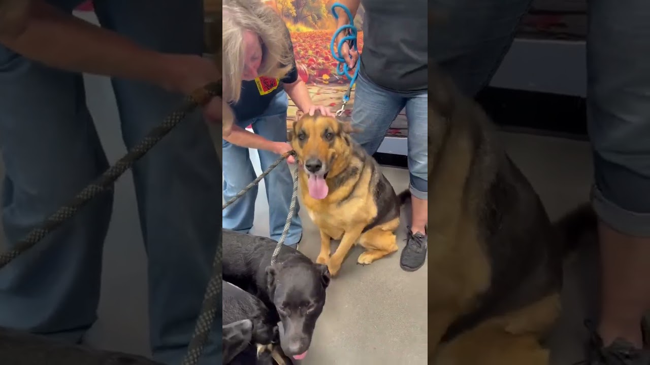 Enlarge Harley, a Adoptable mixed breed in Hagerstown, MD video 6/6