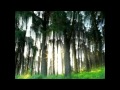 Mystic Forest - Welcome into the Darkness / Green ...