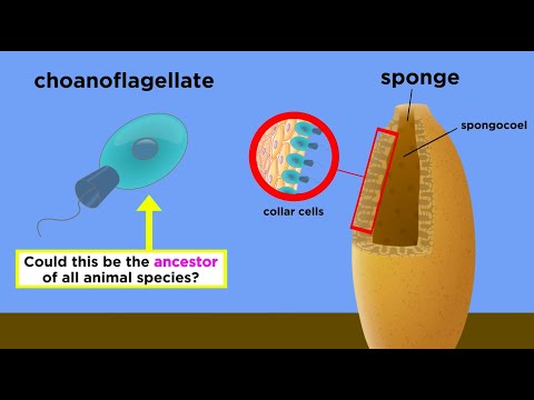 The Origin of Multicellular Life: Cell Specialization and Animal Development