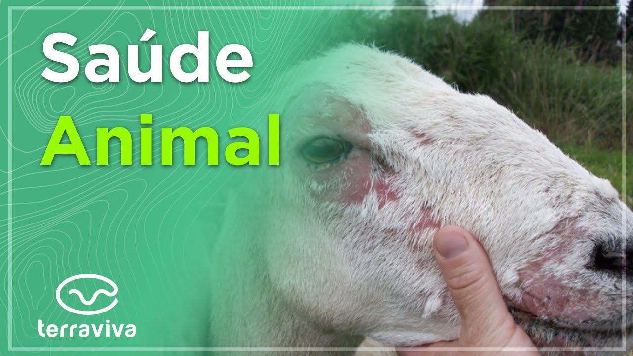 Requeima no rebanho: Marcus Rezende explica o que causa e como tratar