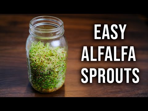 How To Grow Alfalfa Sprouts