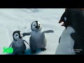 Happy Feet 2 En Disney XD Diciembre 2021