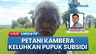 Jerit Petani di Kambera Sumba Timur, Jatah Pupuk Subsidi Tak Cukup hingga Serangan Hama Merugikan