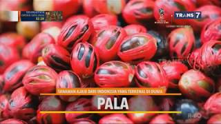 Download lagu On The Spot - Tanaman Ajaib Indonesia Yang Terkenal Didunia - On The Spot Terbaru 12 Juni 2018 mp3 Download lagu On The Spot - Tanaman Ajaib Indonesia Yang Terkenal Didunia - On The Spot Terbaru 12 Juni 2018 mp3