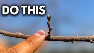 Peach Tree Care Before Bud Break – Don’t Skip This Step!